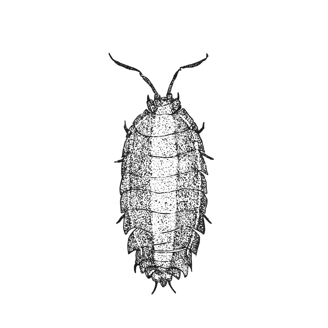 7INSECTES2019 (5)